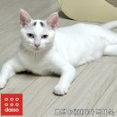 미라클덴탈 | 초보 집사의 첫 다이소 고양이 간식 후기! (연어스테이크 · 스피루리나 덴탈 쉬림프)