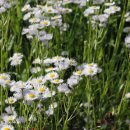 유채꽃향기처럼 이미지