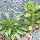 [국화목 국화과] 망초(Canadian horseweed)와 개망초(Annual fleabane) _ 비슷한듯 다르다 이미지