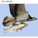 이글 이미지