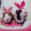 (주)에스이 | 갑차기스러운데중간없애도되?