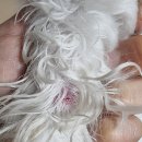 대현동물병원 | 당뇨견 강아지 피지 낭종 치료 후기 &#34;대현 동물 병원&#34;
