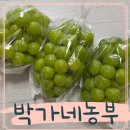 농부맘마트 | 박가네농부 샤인머스캣 과일선물 솔직후기