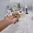 멍토피아 강아지분양 인천 본점 | 평생 함께 할 반려견 제대로 분양 받읍시다!! 인천강아지분양 멍토피아 강아지분양 인천본점