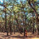 배동삼릉 이미지