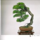 우리분재 이미지