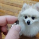 네잎크로버 소프트 네이버블로그