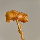 또와조아 이미지