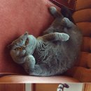 도도한고양이 이미지