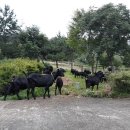 달뜨기흑염소목장 이미지