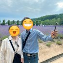 [일본 홋카이도 효도여행] 부모님이랑 후라노/비에이 당일치기 버스 투어 추천 - 삿포로 투어