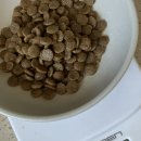 도그천사 | 화이트도그 어덜트, 눈물사료 직접 먹여본 결과 내돈내산