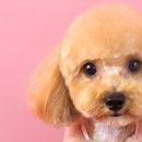 퀸펫살롱 이미지