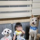 글램독가평 이미지