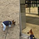 홀씨 임보일기 [1] 이미지