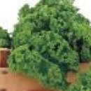 콜라드 collard / 쌈 케일 kale , 크라우저 케일 krauser kale / 곱슬 [ 컬리 ] 케일 gobsl [ curly...