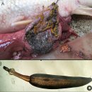 무지개송어의 소화관 기생 구두충 Pomphorhynchus laevis 이미지