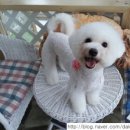 이뿌개 귀엽개 이미지