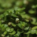 풀랑풀랑 이미지