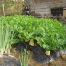 오두리 농장 이미지