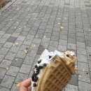 다담보쌈 | [11월 5주차] 뭔가개많이담긴일주일🐰