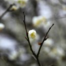 고운잎사과 이미지