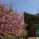 겹벚꽃 개화시기 만개 청도 운문사 주차장