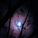 돈키호테 로시난테 카카오 검색결과