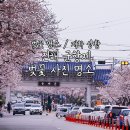 진해 벚꽃 사진 명소 군항제 일정 가는 법 (서울-진해 셔틀버스 / 경화역공원 / 여좌천 벚꽃 개화)