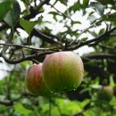 김인수농장 이미지