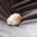 유복이네 Daum카페