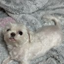 퍼피움 | 광주 애견미용은 금호동 &#39;퍼피움&#39;