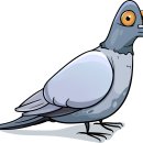 비둘기집 이미지