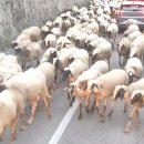 산타루치아 이미지