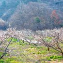 상한하늘나리농촌체험휴양마을 | 전남 곡성 힐링여행, 꽃 피는 산골 동네 상한 마을과 산속 캠핑장