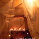 나비도꽃이었다 이미지
