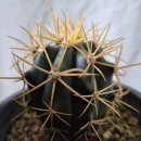 수원-0943 이미지