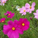 새론민박 이미지