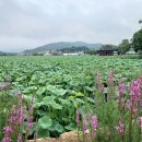 (청도, 야외차회와 맛집)우천 유등지 연밭 그리고 안압정의 웰빙 버섯비빔밥 이미지