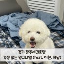 멍그니엘 | 경기 광주애견호텔 걱정 없는 멍그니엘 (feat. 이천, 하남)