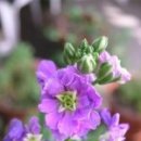 비단향꽃무 이미지