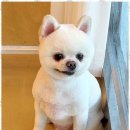 하나펫살롱 이미지