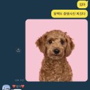 댕댕하개 이미지