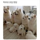 도도한댕댕 이미지