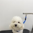 댕바이미 이미지