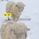 양떼 이미지