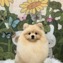 금촌애견 이미지