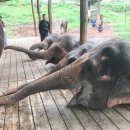 엘리의 정원 | 치앙마이 여행 엘리핀팜 몬쨈투어 후기 예약방법 (2)