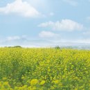 성산읍 푸른마을 이미지