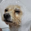 뽀송뽀송 애견미용 이미지